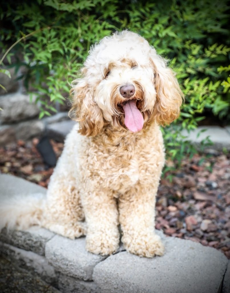 are labradoodles hypoallergenic